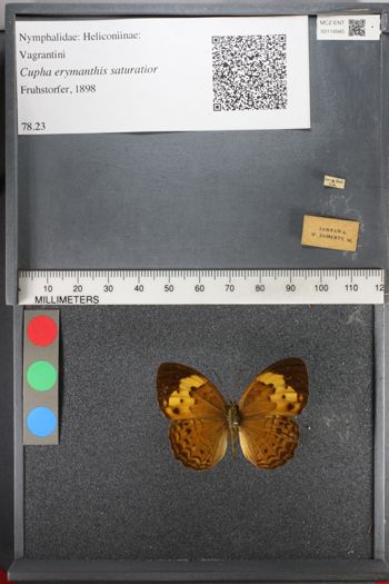 Media type: image;   Entomology 114945